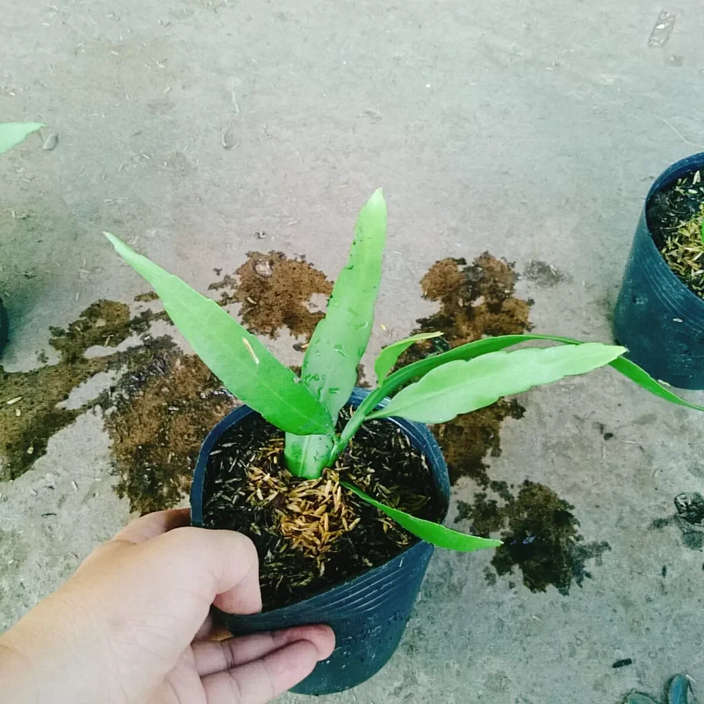 Cây Nhật Quỳnh  ( hoa thơm nở quanh năm)