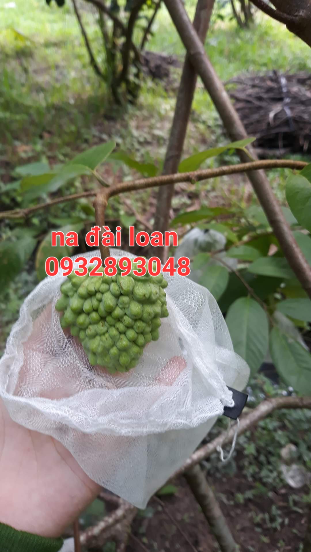 CÂY NA ĐÀI LOAN,CHUẨN GIỐNG 100%