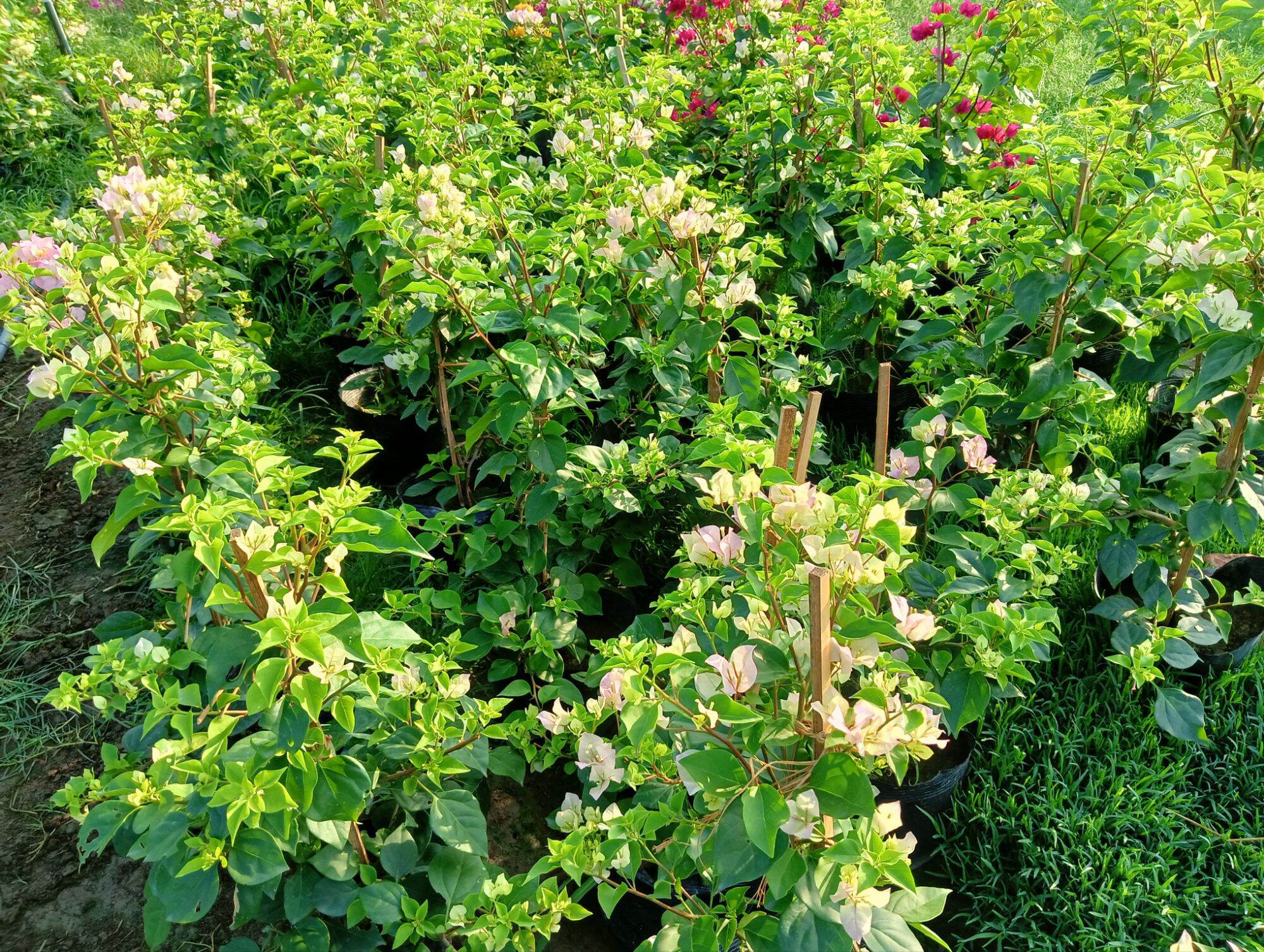 ( Em mới bán ạ)Hoa giấy Sakura nguyên bản