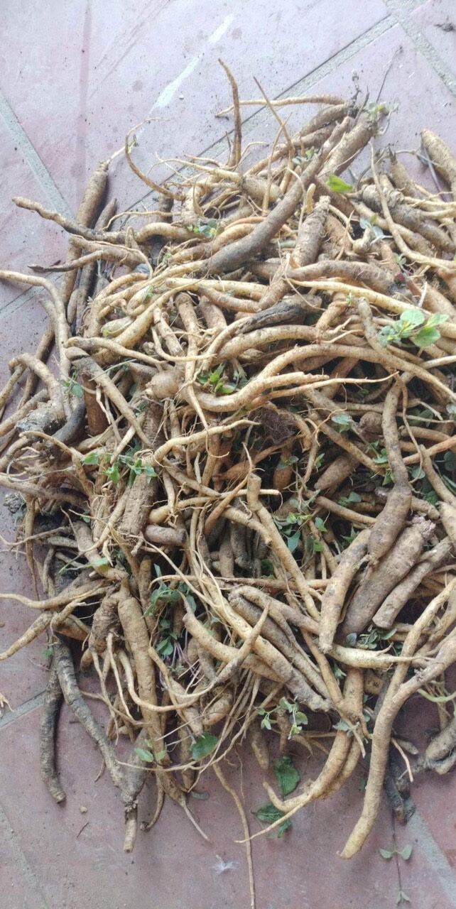 Đẳng sâm tươi hàng chọn 250k/2kg