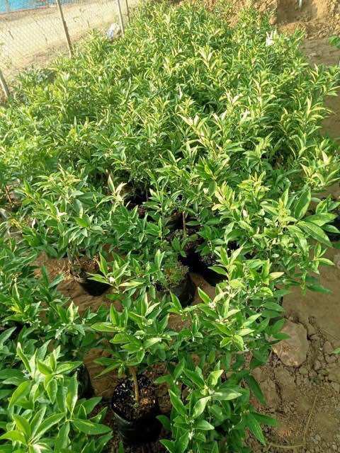 Cây giống quất ngọt(1caay cao 35cm trồng chậu ok)
