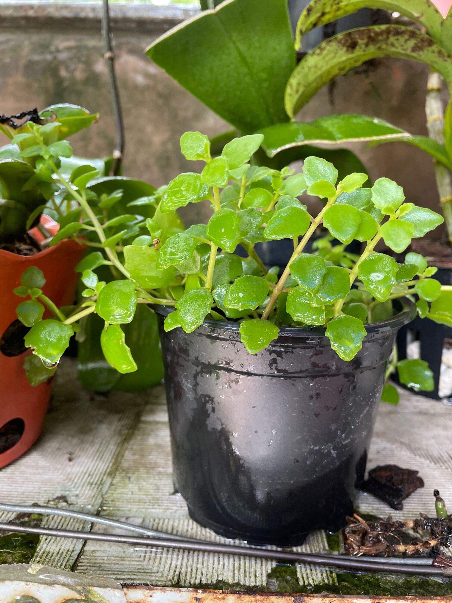 [HCM]CÂY VẢY RỒNG 10cm