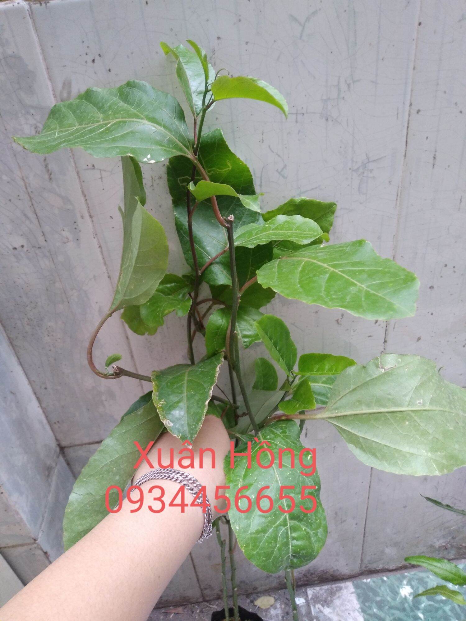 cây chanh dây tím đài loan cao 40-80cm