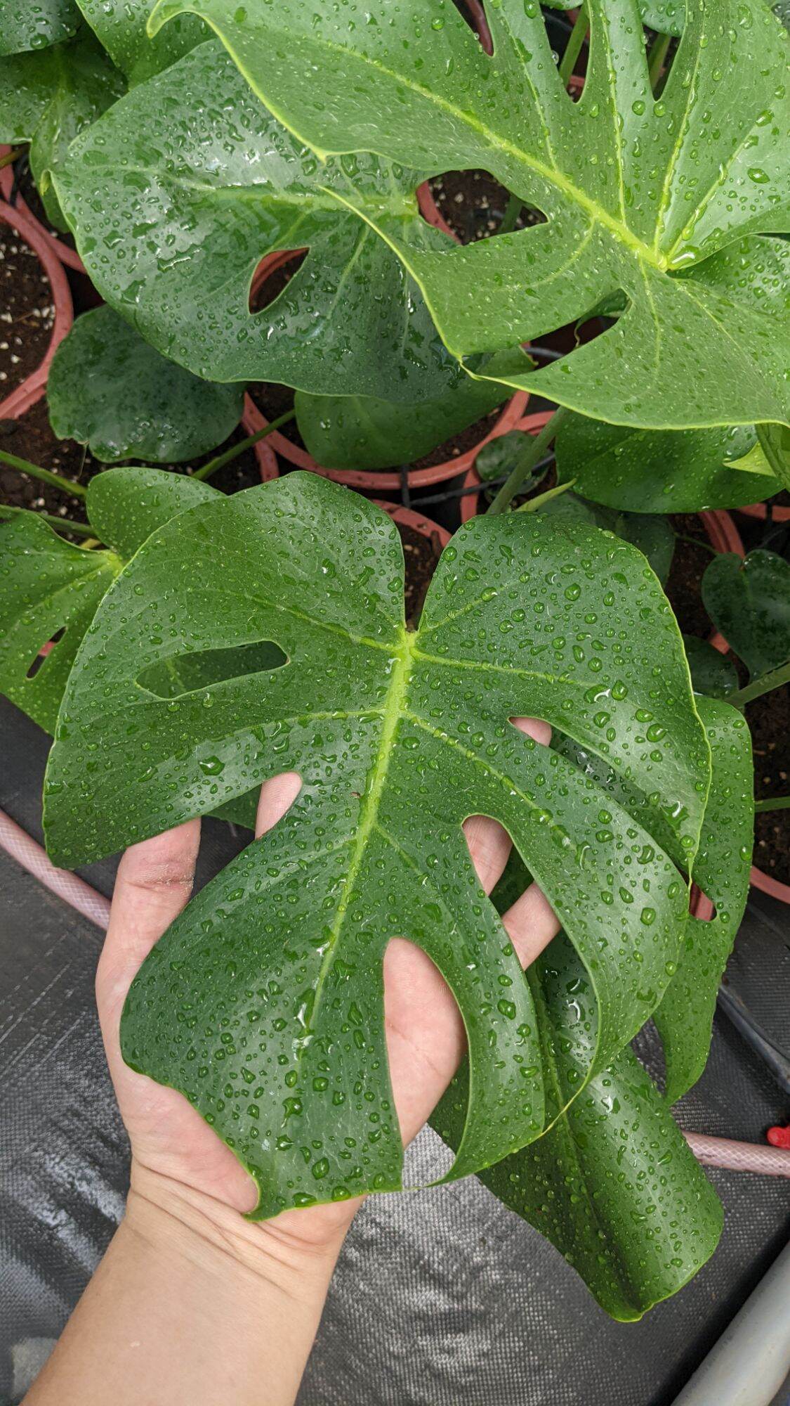 trầu bà lá xẻ