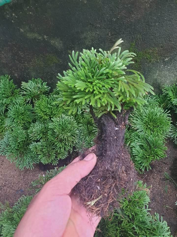 5 Cây Trường Sinh Thảo
