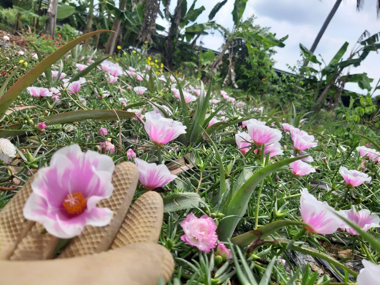 CÀNH MƯỜI GIỜ MỸ 3 MÀU 20 CÀNH 30K