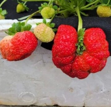 Combo 11 cây mô vỉ dâu 🍓 nhật aki