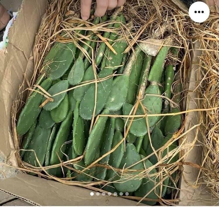 Xương rồng tai thỏ. ( loại 0,5m )