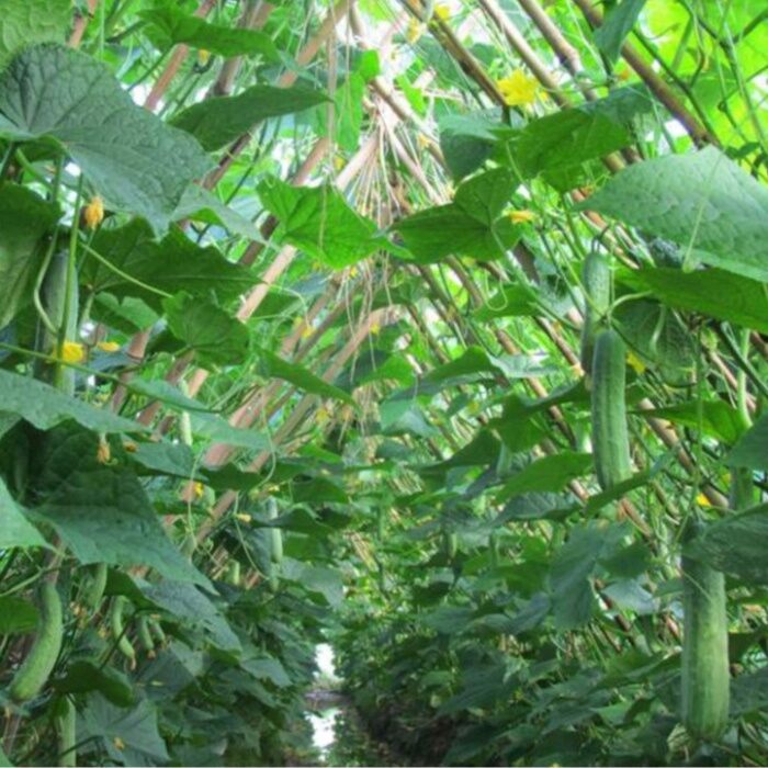 Hạt Giống Dưa Chuột Nếp ( dưa leo)