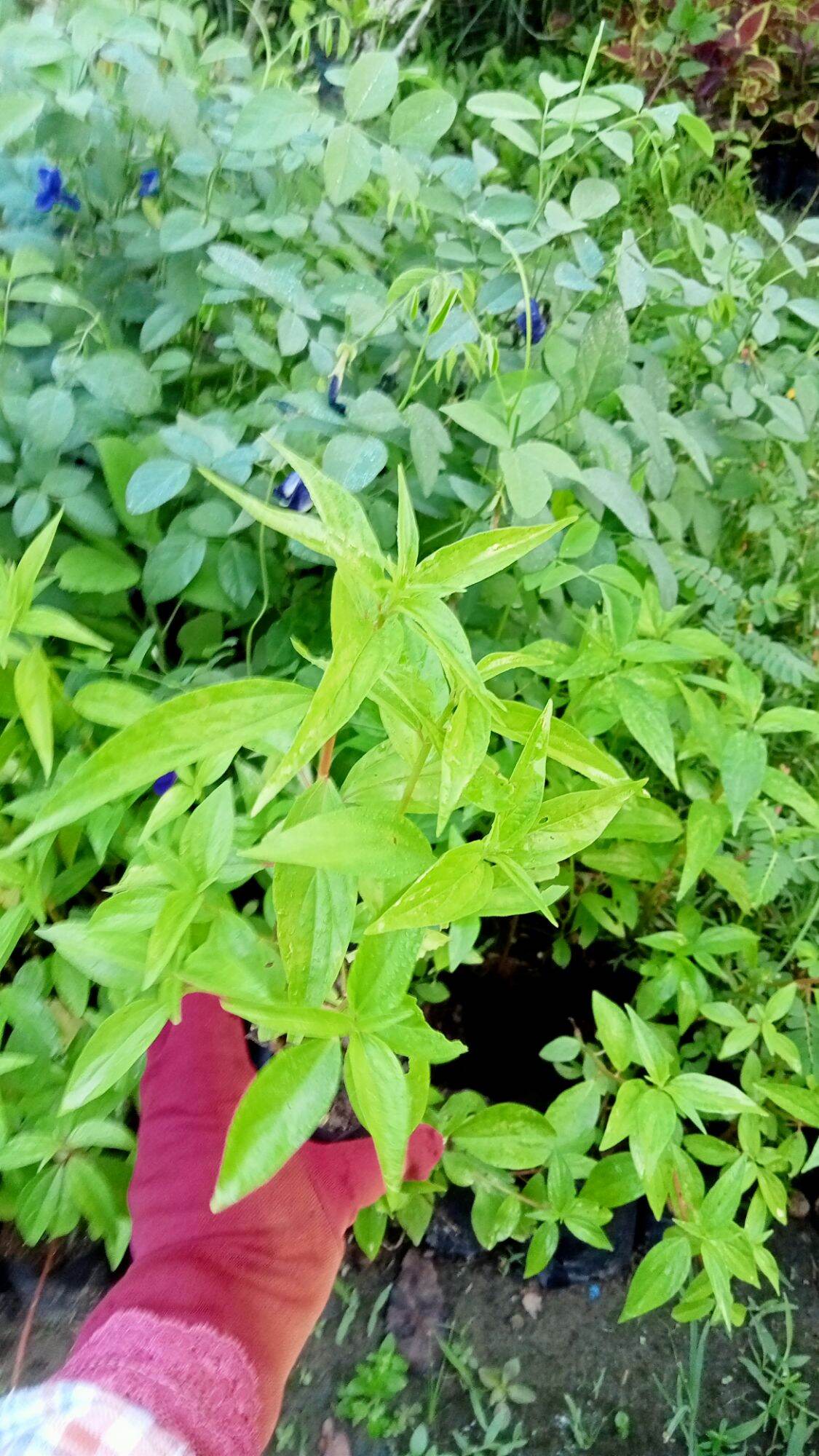 CÂY GIỐNG THUỐ T DÒI.12K/BẦU Y HÌNH 🌱(shop mới bán đơn từ 100k tặng cây giống)