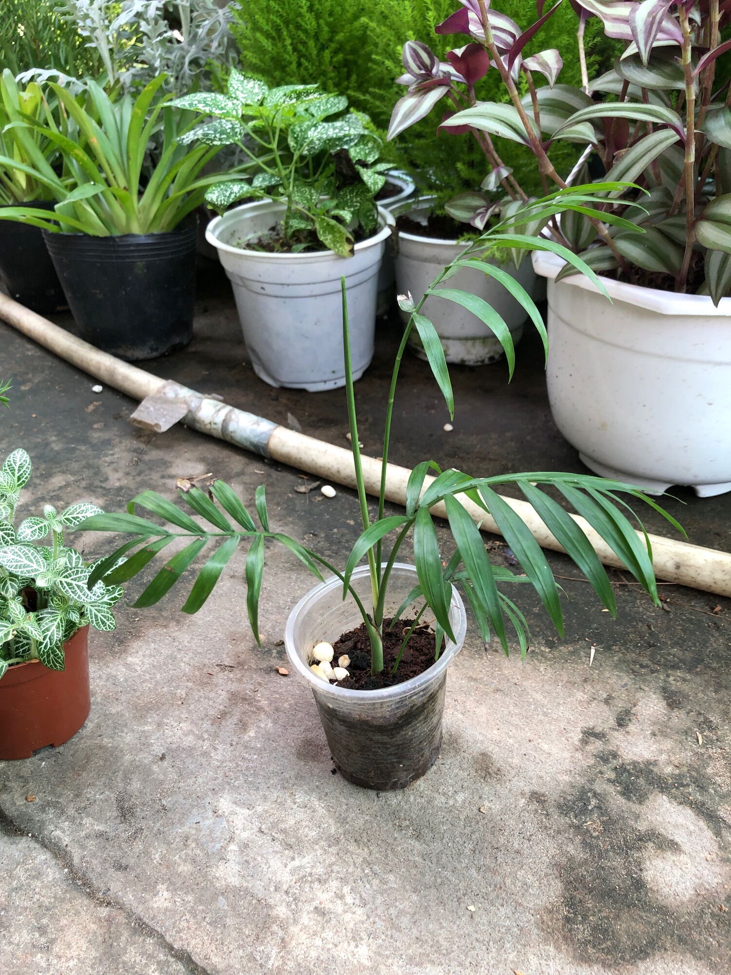 Cây cau tiểu trâm 1 thân