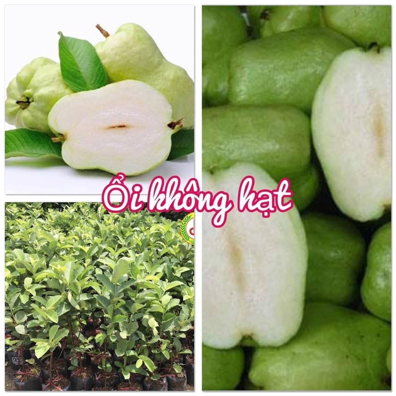 Cây giống ổi không hạt