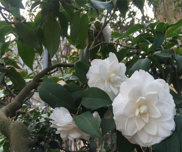 Cây giống hoa trà my - trà bạch, trà Hồng, trà đỏ