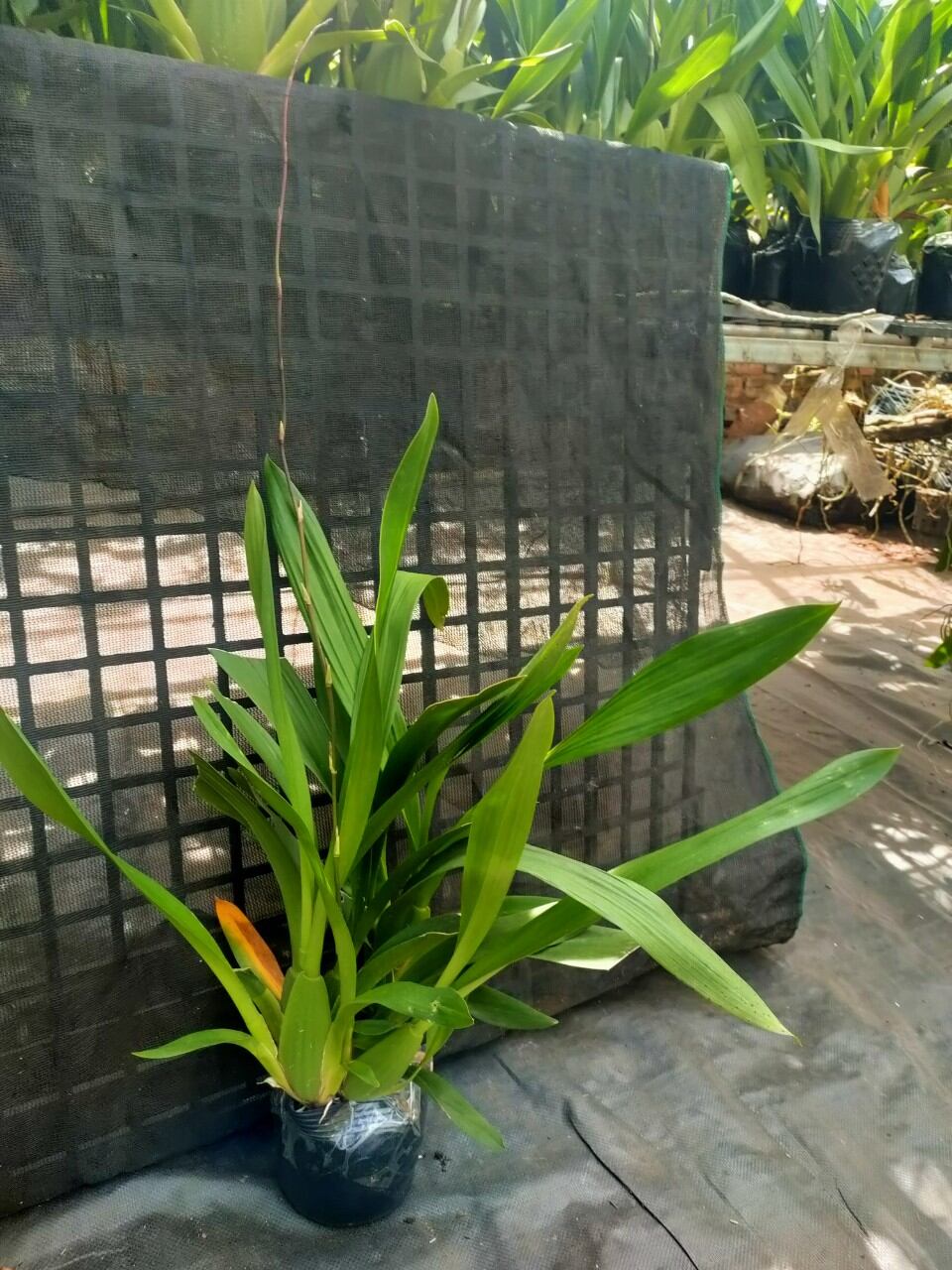 Hoa lan vũ nữ Socola đang nụ, hoa thơm