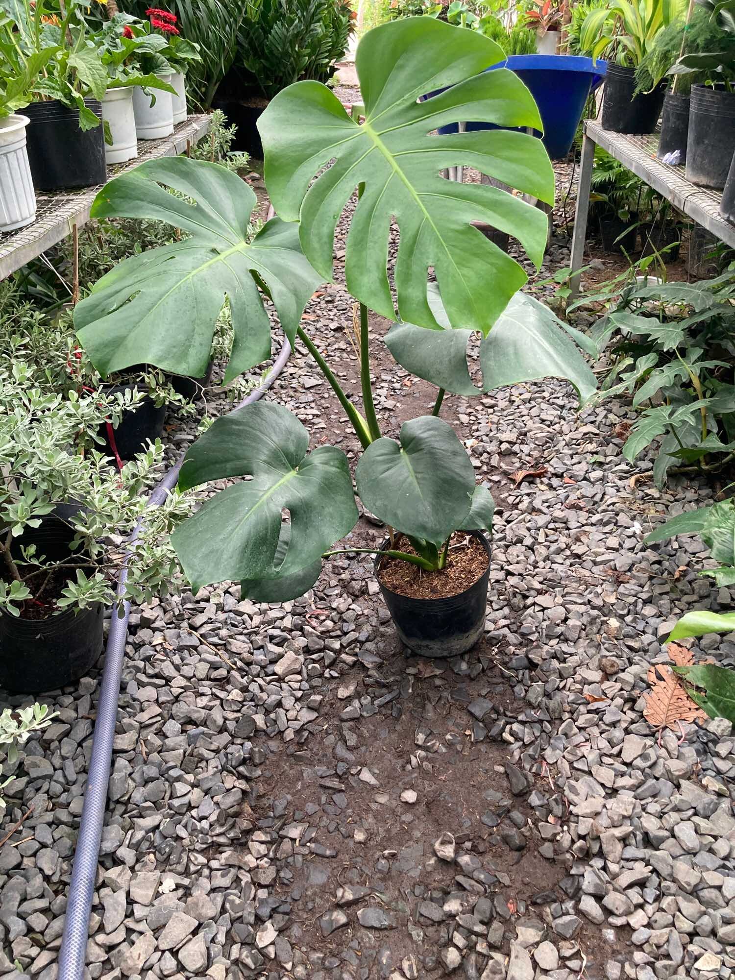 Trầu bà lá xẻ- trầu bà Nam Mỹ -Monstera