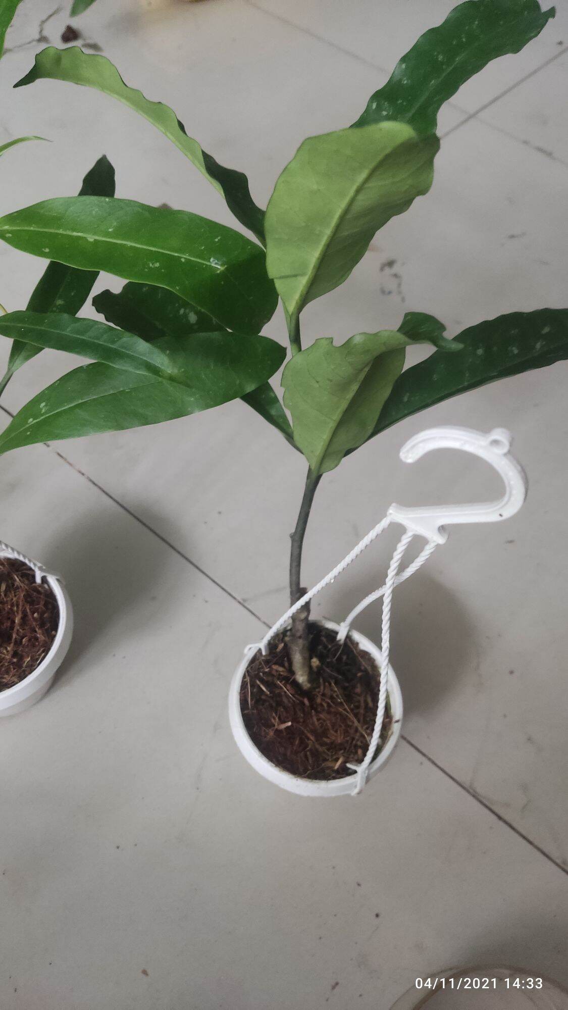 Cẩm cù tên lửa Multiflora
