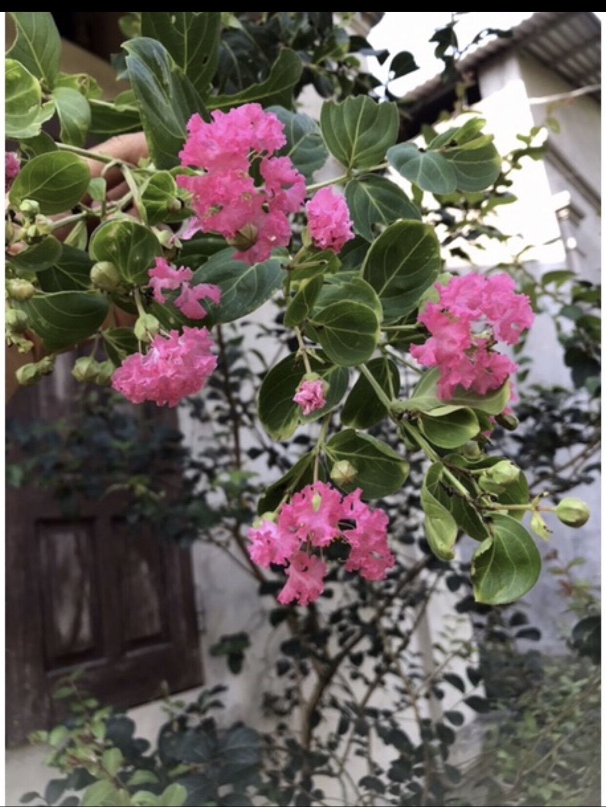 Giống hoa tường vy hồng