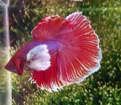 ( cá hạ giá) 1 cặp betta dumbo lavender hm đuôi dài chuẩn giống