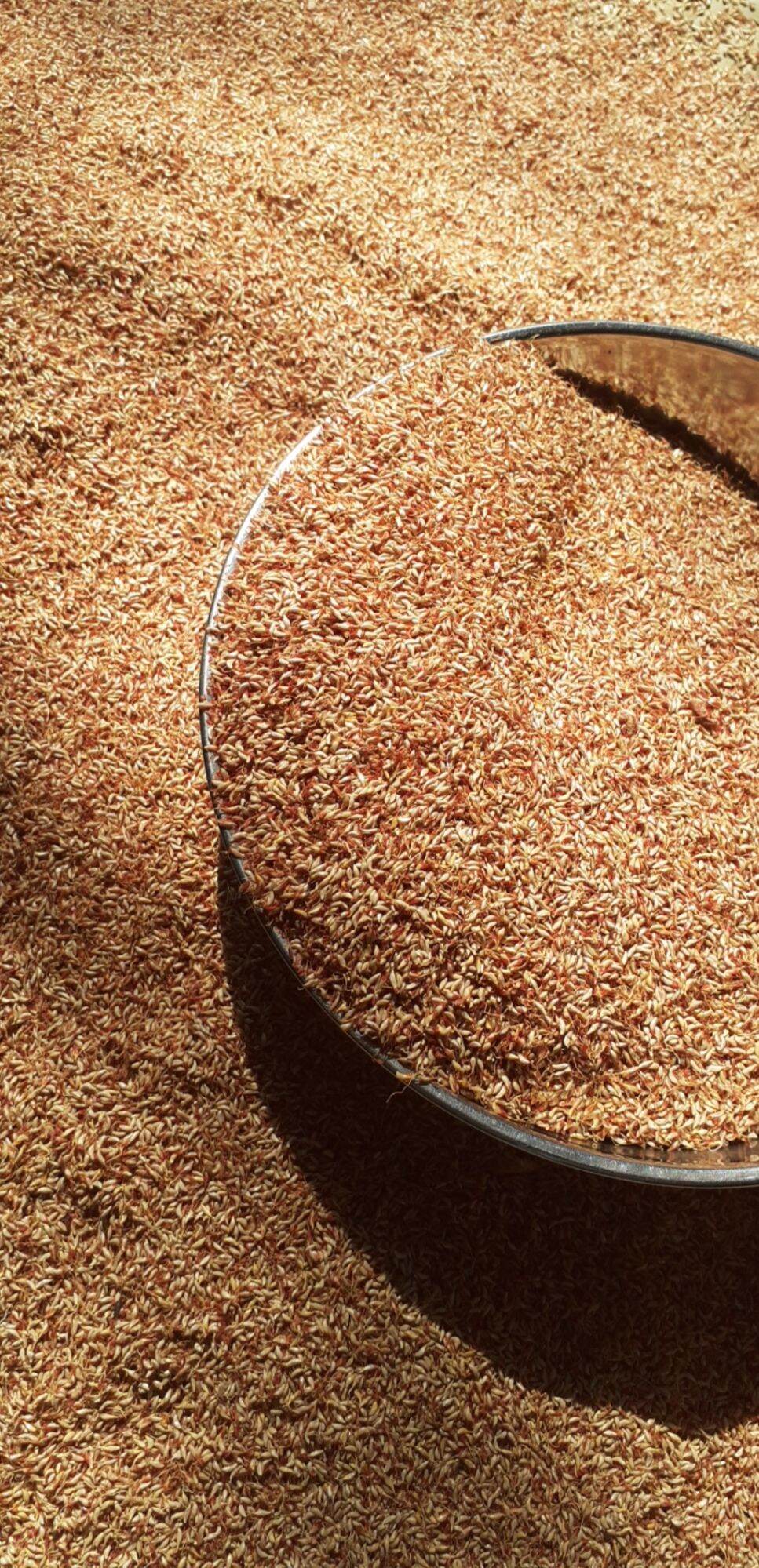Hạt mác púp - hạt bông cỏ (1kg) kèm túi lọc