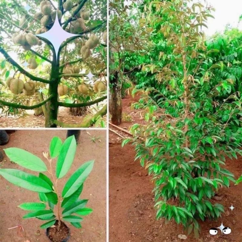 Cây giống sầu riêng muwang thái lan trái sớm