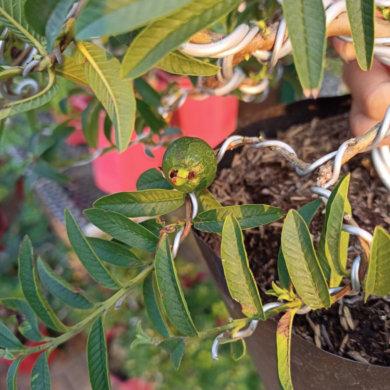 Cây ổi lá kim bonsai đang có trái