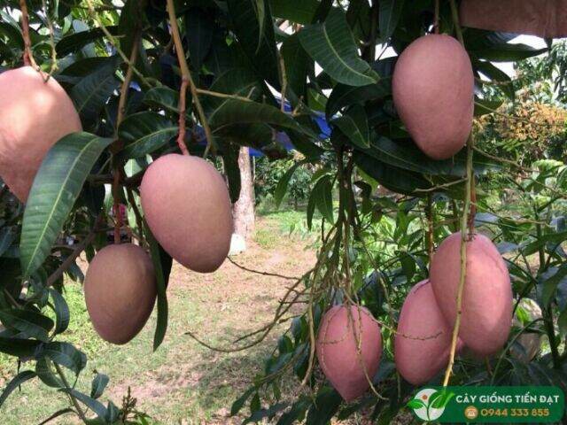 Cây giống Xoài Tím Ngọc Vân