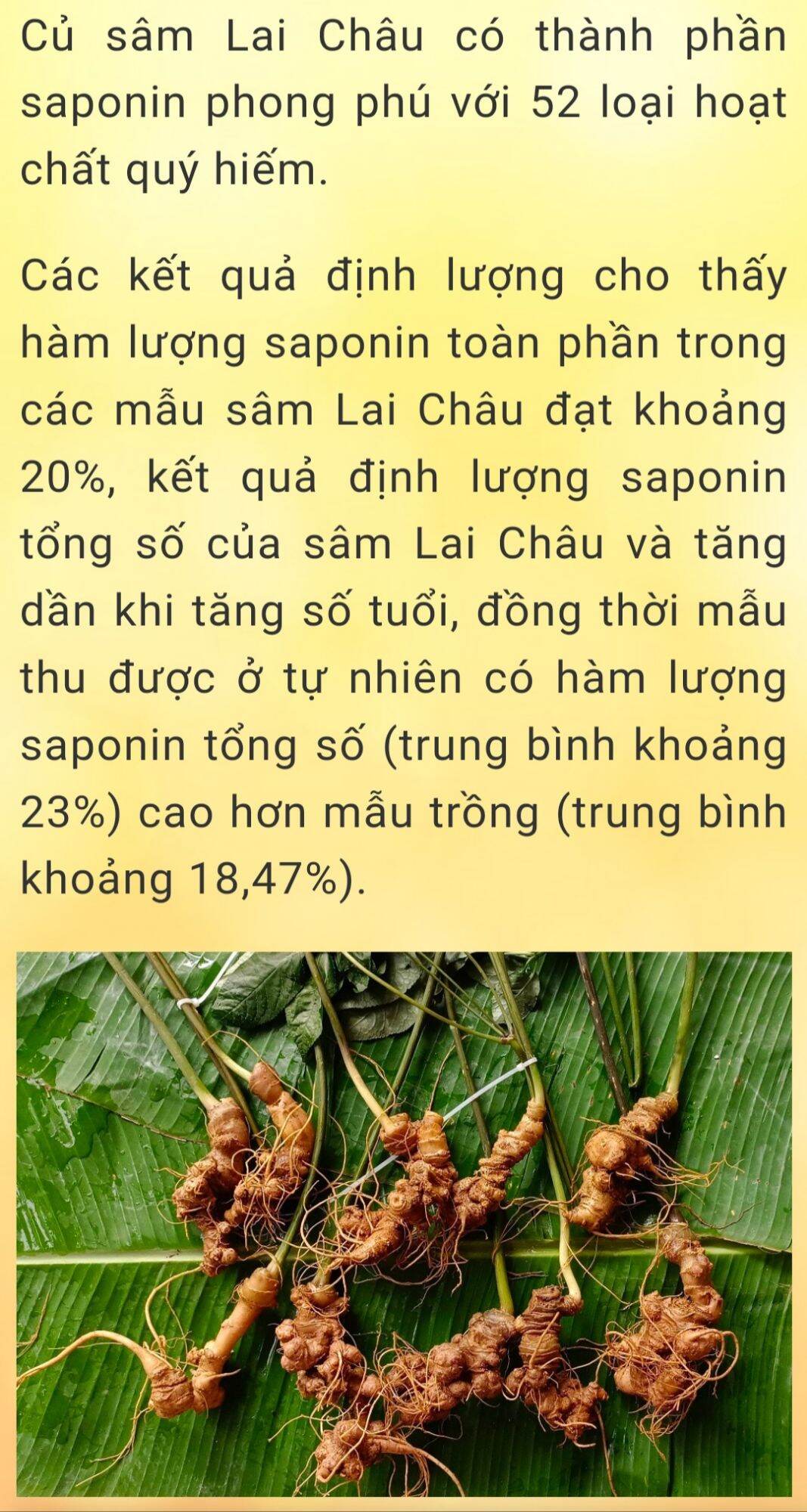 Lá Sâm Lai Châu Sấy (100g)
