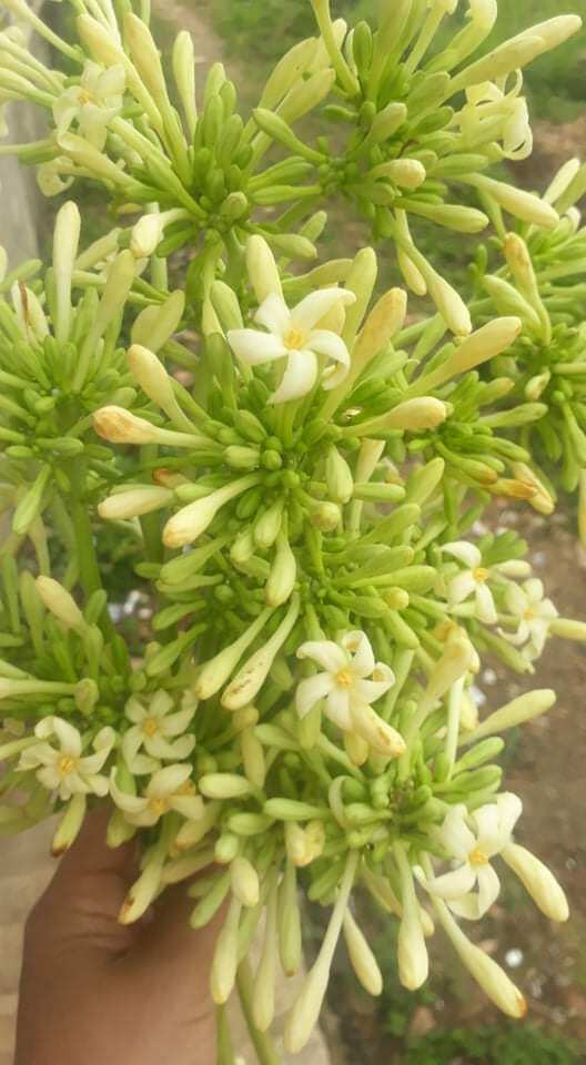 1kg Hoa đu đủ đực tươi