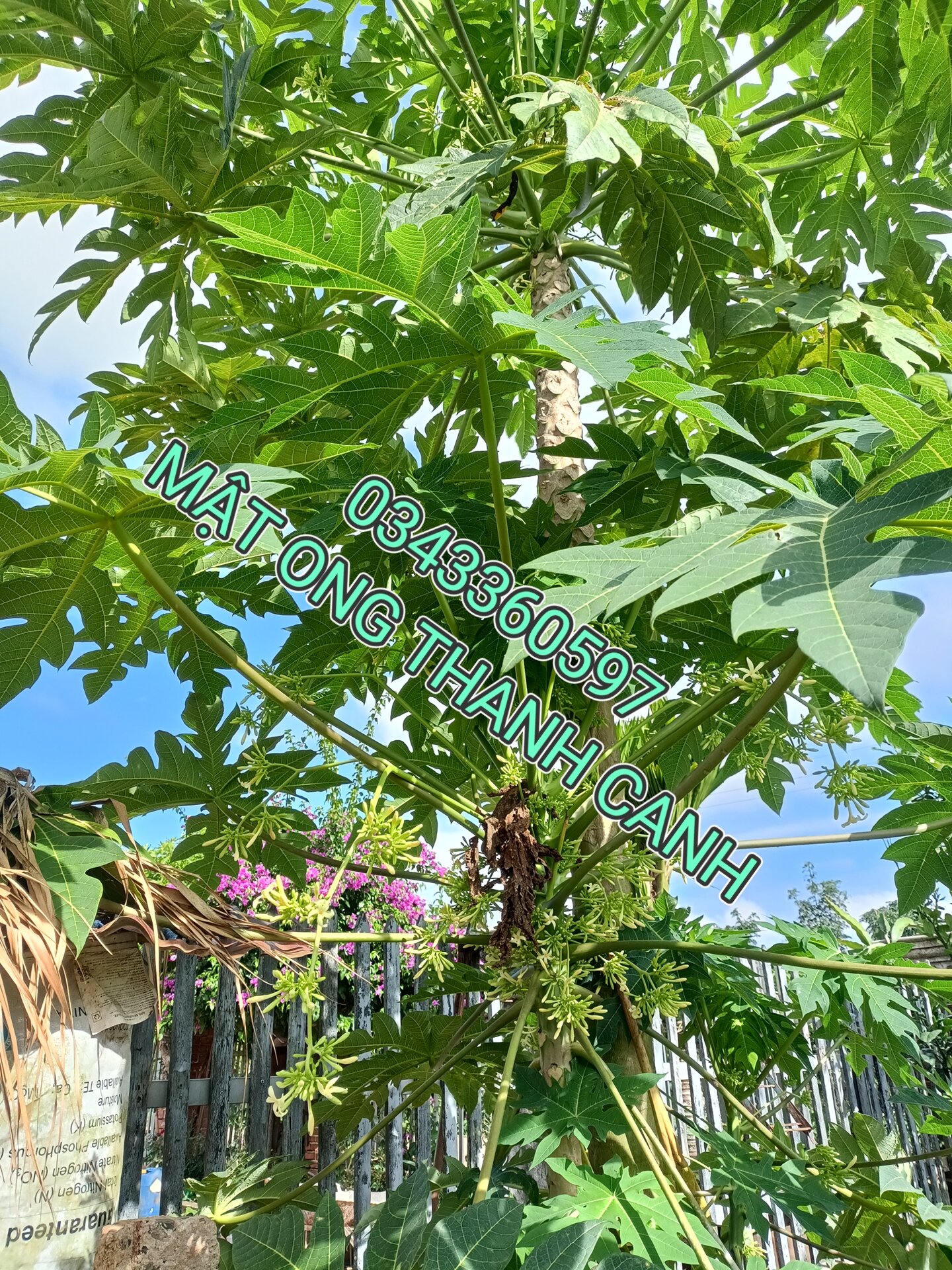 MẬT ONG NGÂM HOA ĐU ĐỦ ĐỰC TƯƠI 1kg