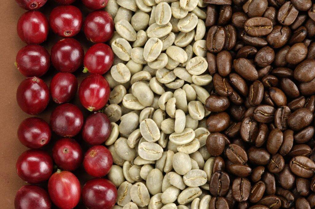 cafe cà phê nguyên hạt chưa rang daklak hữu cơ