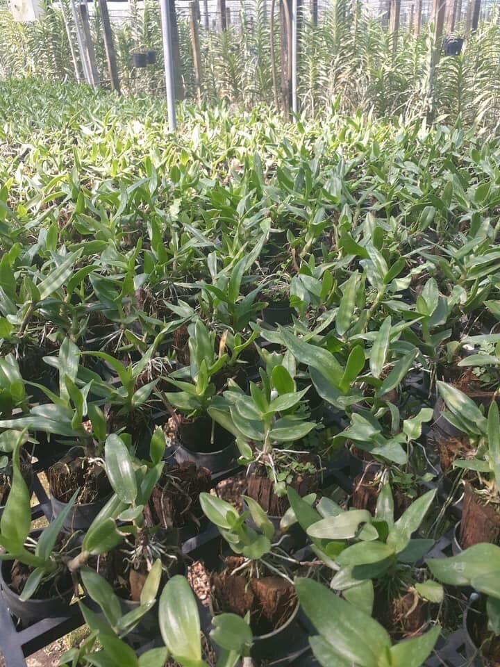 Lan Dendro Nắng Thơm Bà Liễu - Cây Con