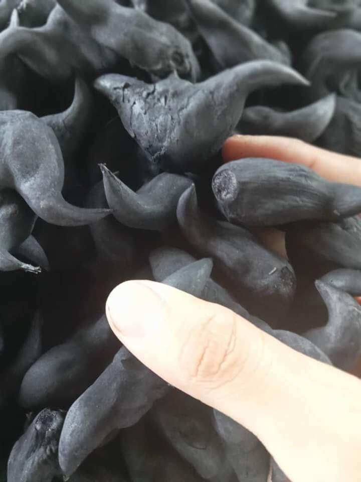 1 kg củ ấu còn sống về khách tự luộc