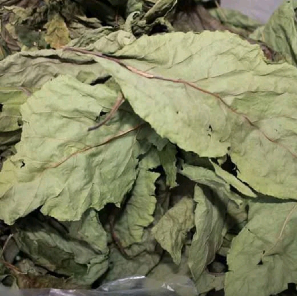 Lá cây mật gấu - cây lá đắng khô