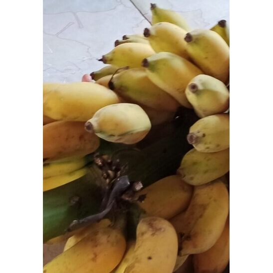 Cây giống chuối xiêm đen cấy mô