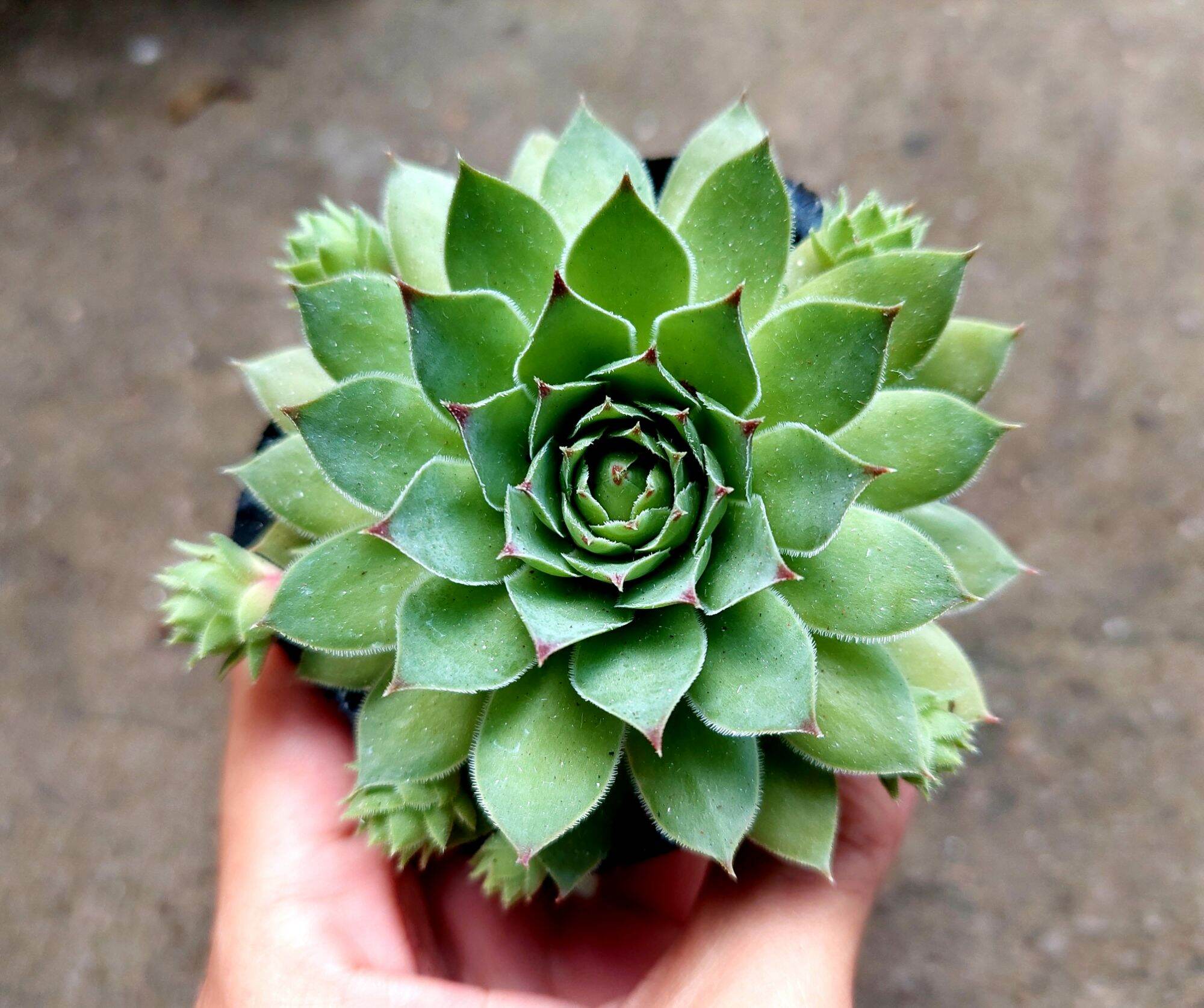 Sen đá PHẬT BÀ size bầu