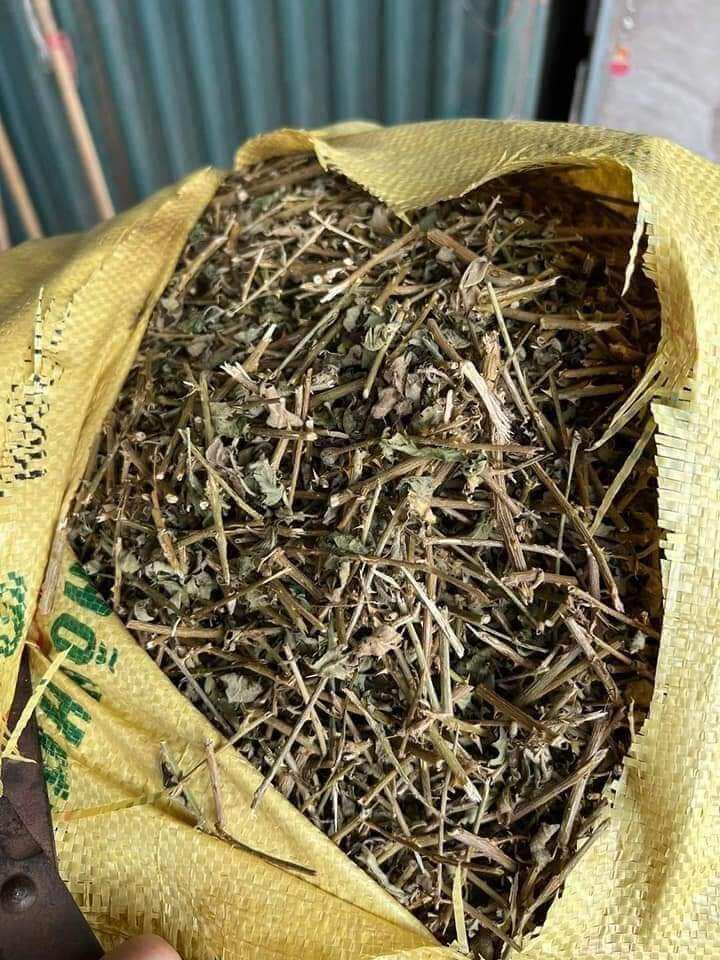 Cây cà gai leo khô (0.5_5kg)
