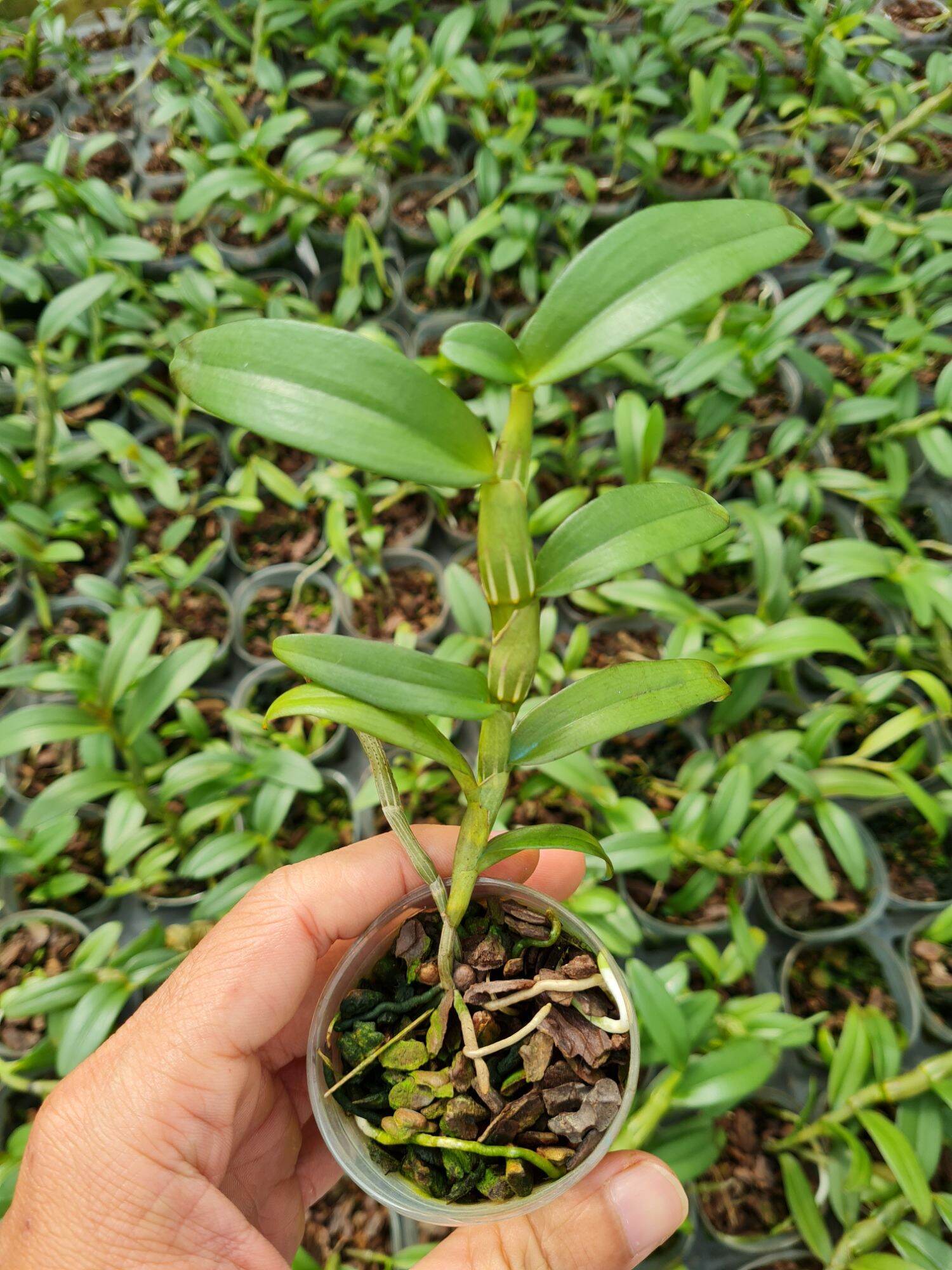 Cây giống lan giả hạc thân thủ lá mít (Hòa Bình x Mít Sơn La)