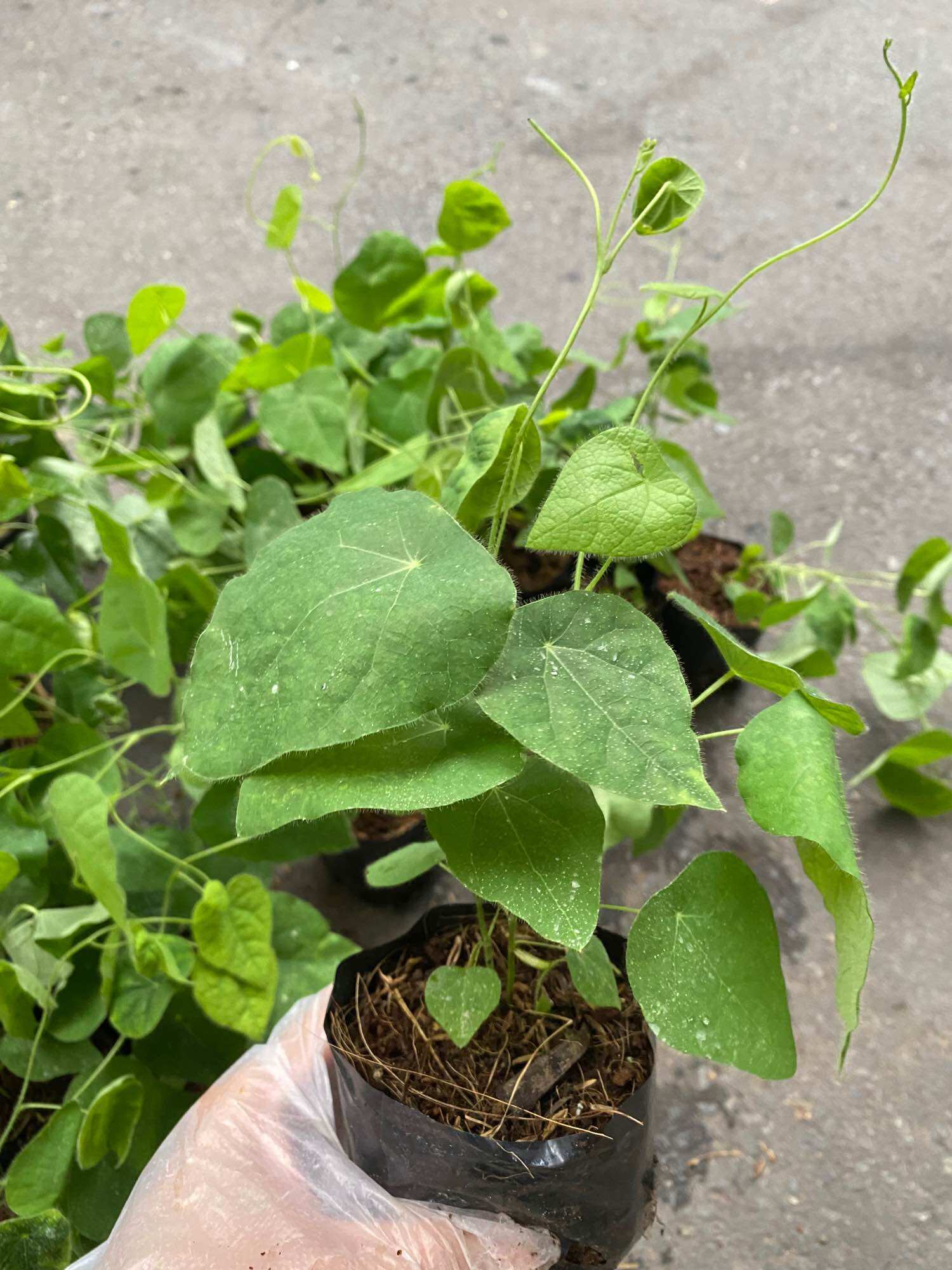 Cây giống sương sâm lông hạt