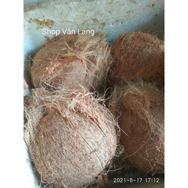 Quả dừa già khô nhiều nước cùi dày loại to