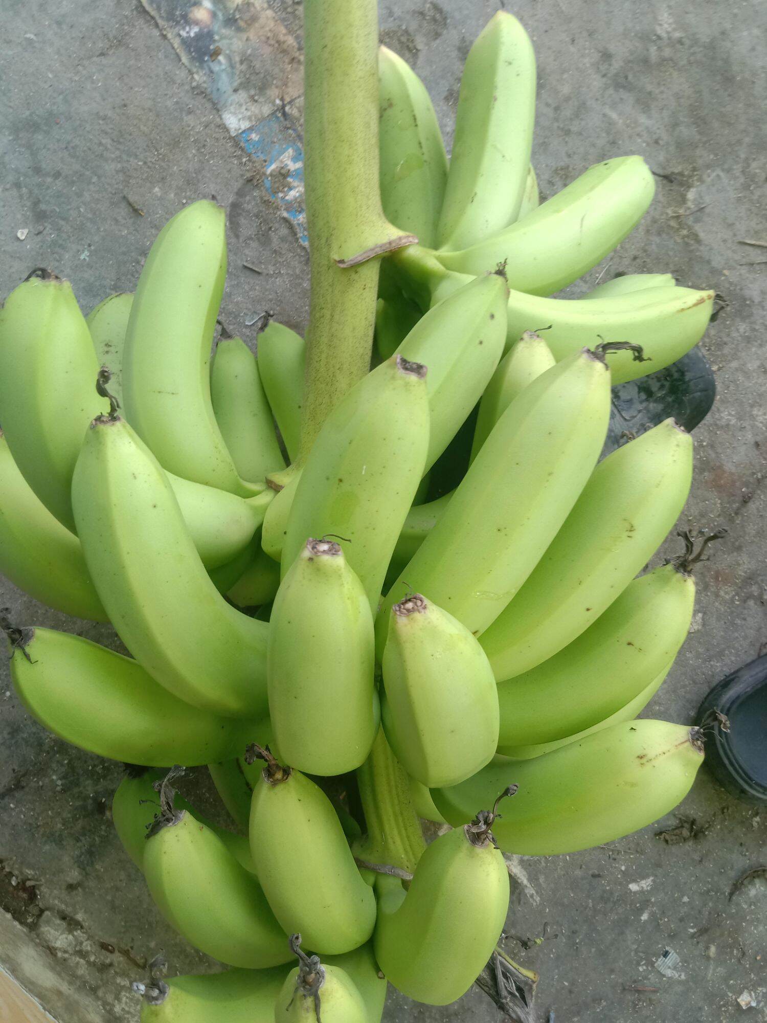cây giống chuối già hương (chuối nam mỹ)