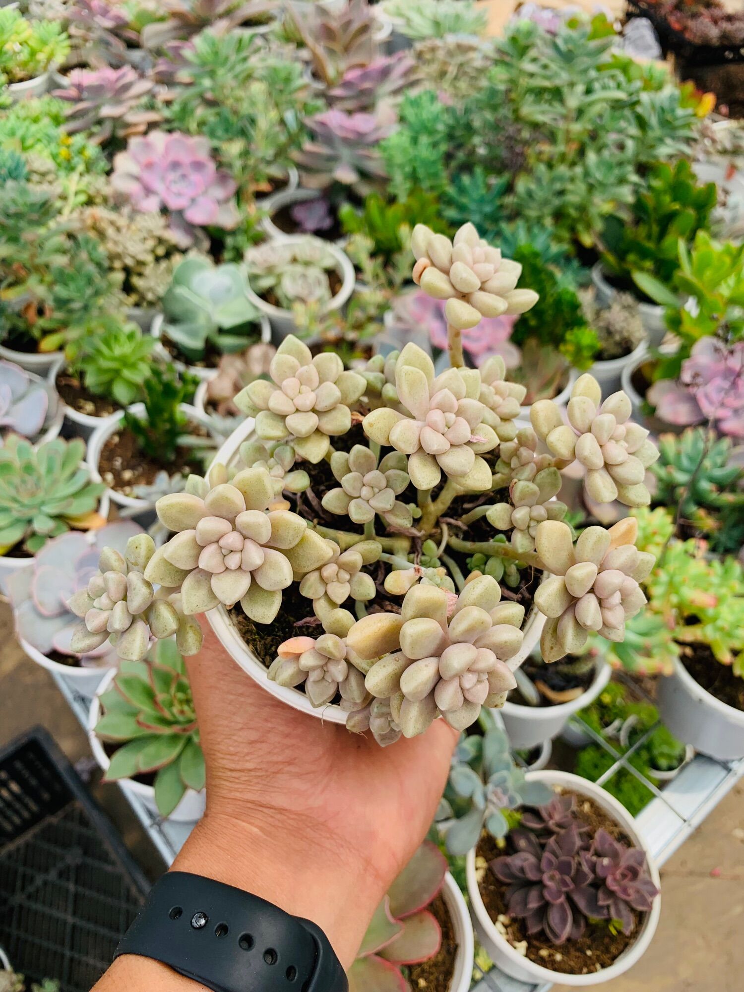 Sen đá kim tuyến thụ 10 cm