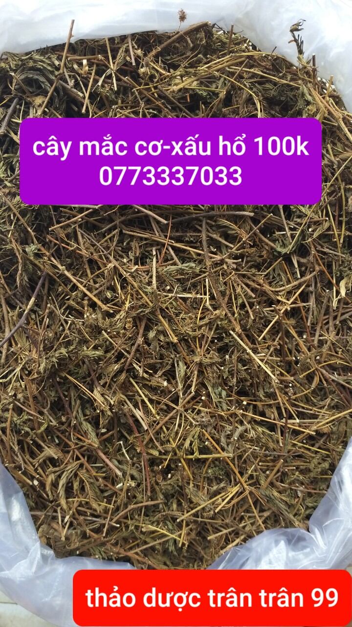 cây mắc cở-xấu hổ phơi khô 1kg