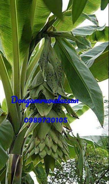 CHUỐI CÔ ĐƠN RỪNG KHÔ 1KG