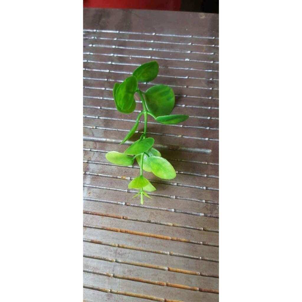 Cỏ điểm tại chuột, bịch 100g