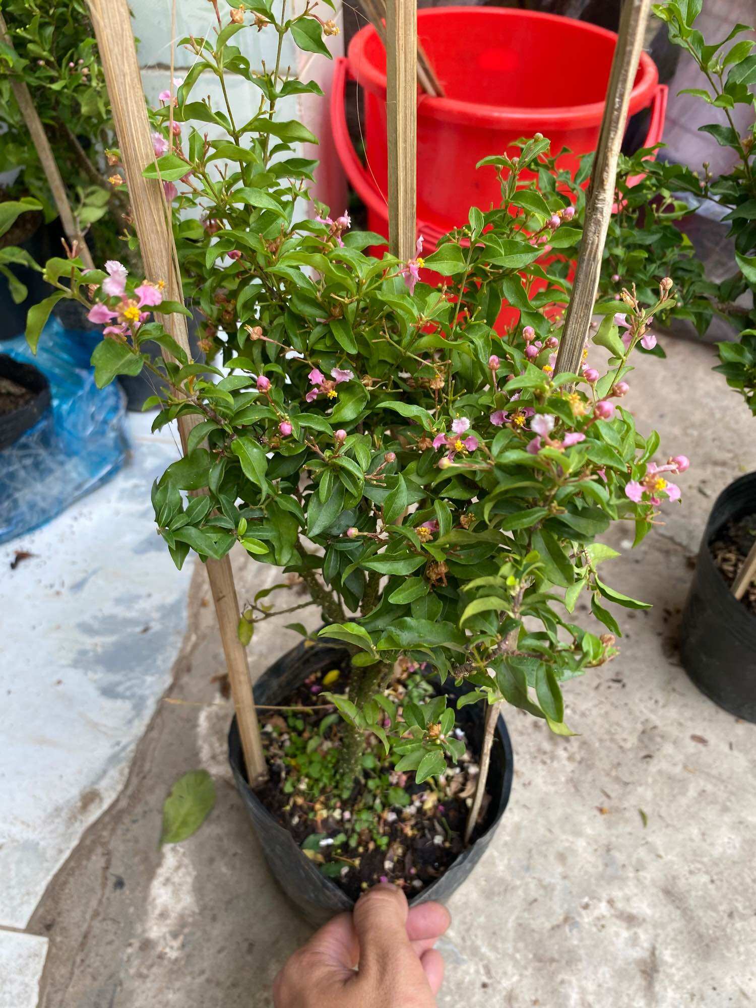 Chậu Cây Hồng ngọc mai