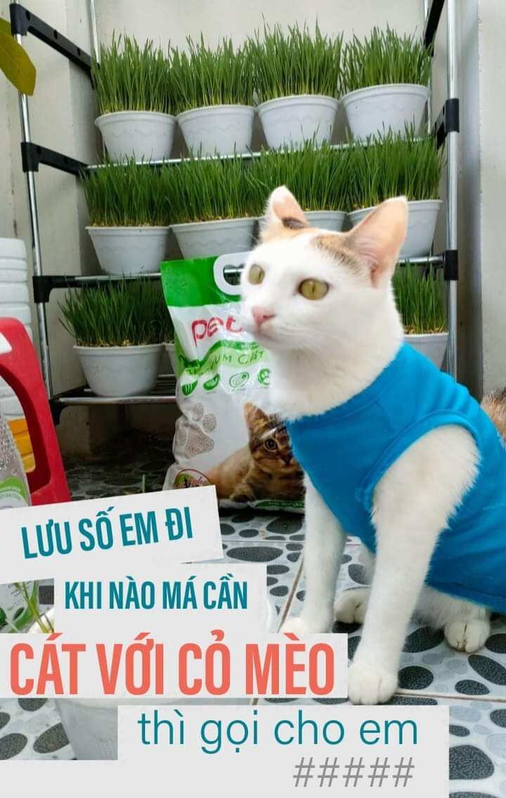 Cỏ Mèo Tươi Cho Mèo