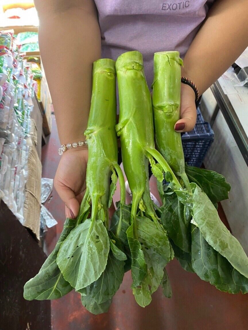 HẠT GIỐNG CẢI NGỒNG LÀN THÁI LAN