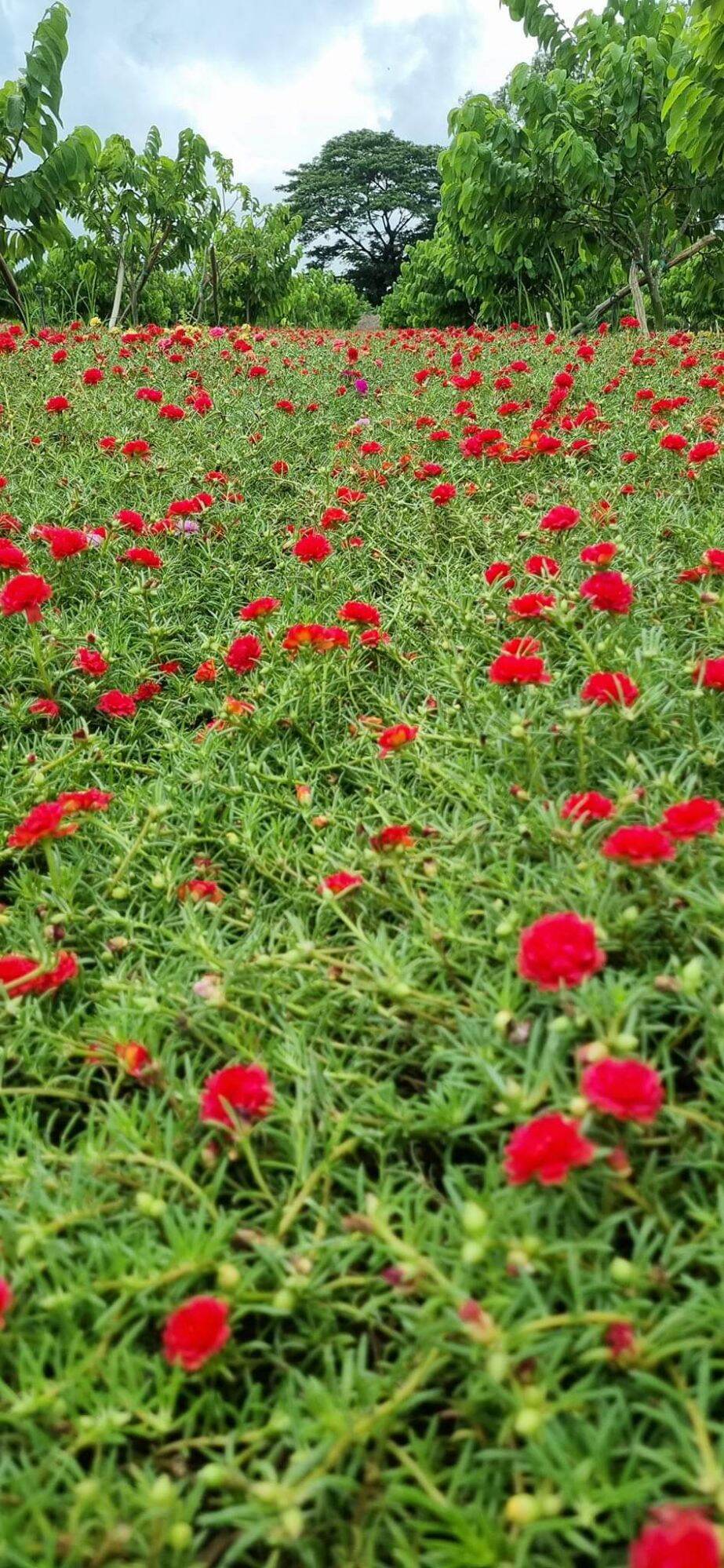 cành hoa mười giờ đỏ 1 ký