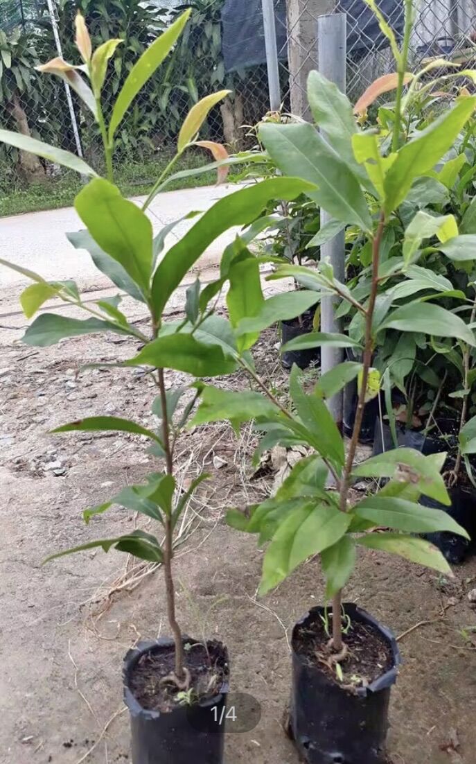 Combo 10cây Mai con quắn rể ( 20-30cm)