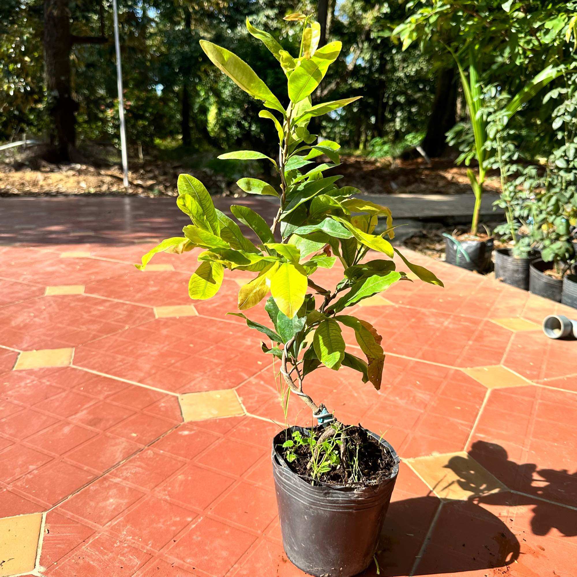 Cây mai cúc 2 tầng (mai cúc Huỳnh Tấn Phát) - hoa đội hoa